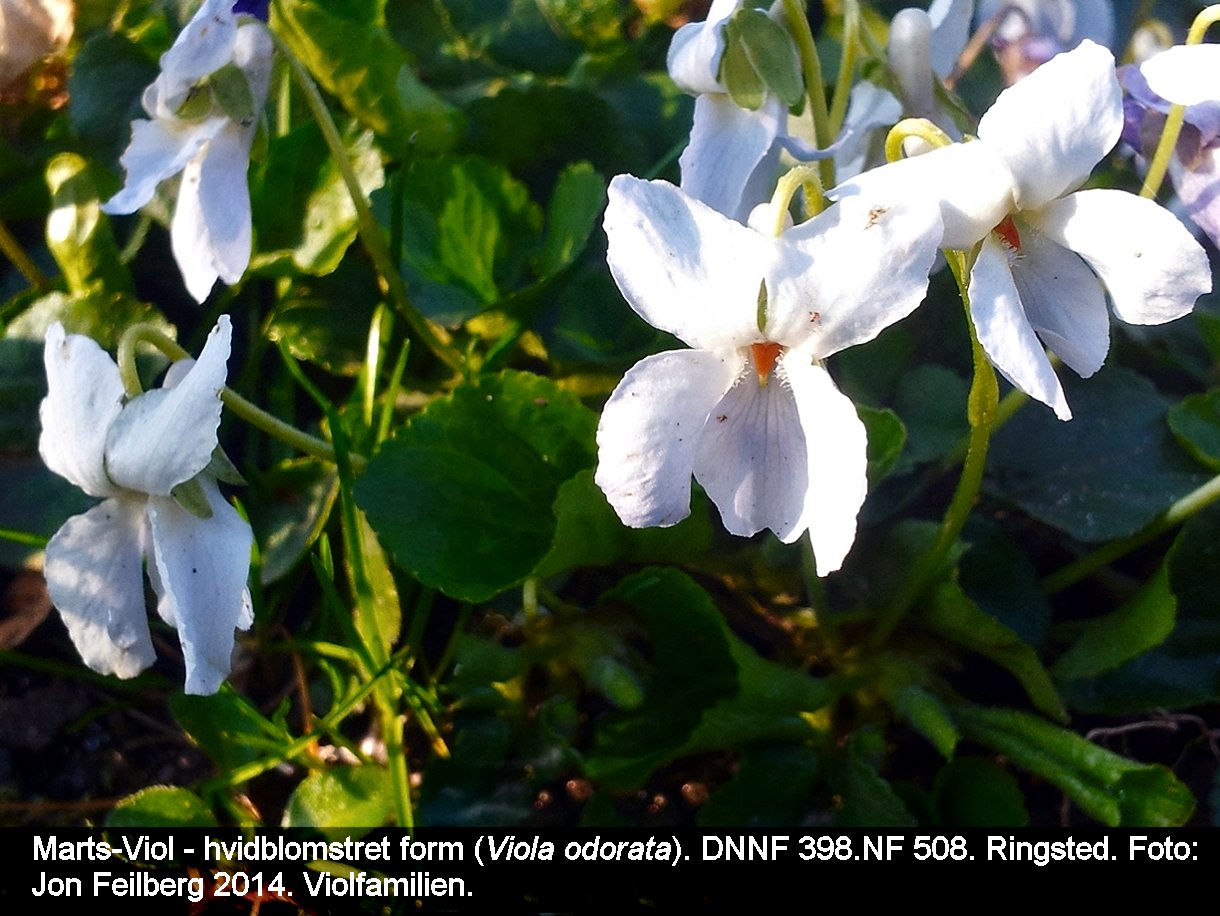 aVIOLODOtex32014-03-3017.10.01