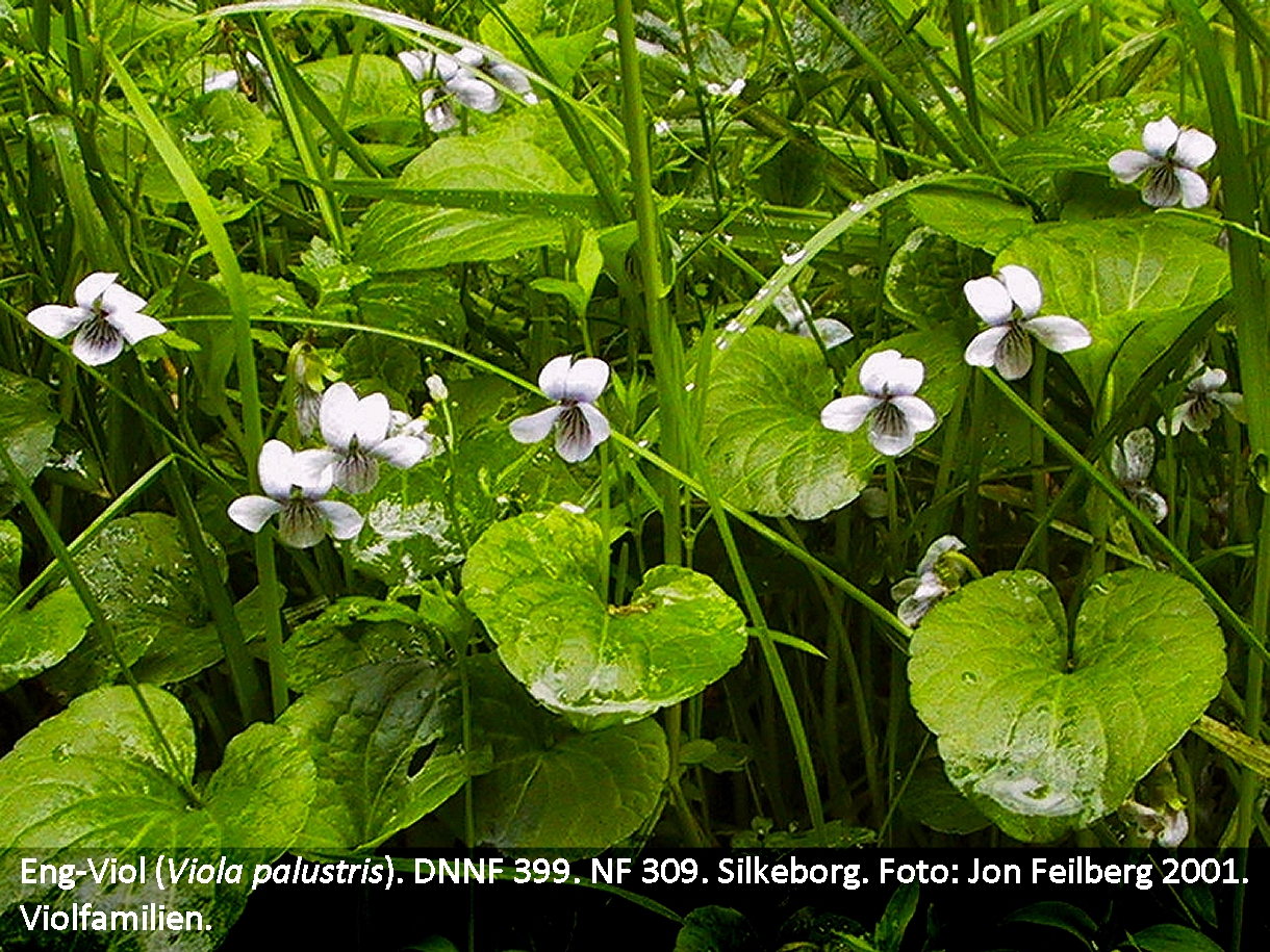 aVIOLPALtex115-1542_img