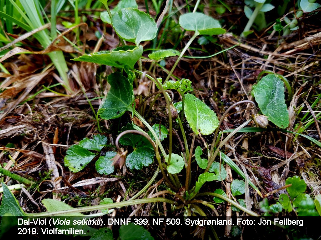 aVIOLSELtex32019-06-2812.14.39-1