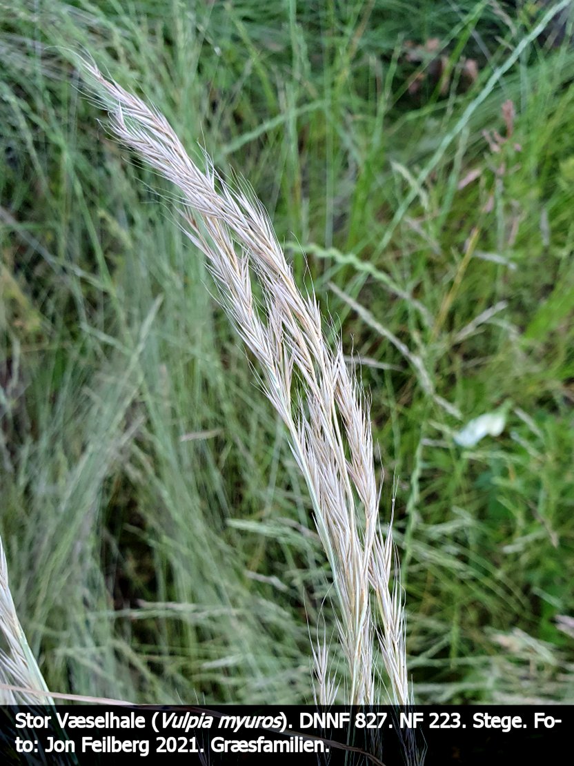 aVULPMYUbtex32021-06-2020.51.07